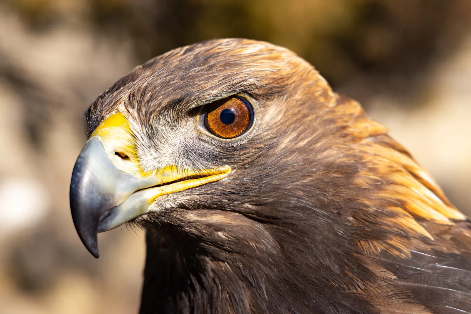 Golden eagle, symbol of the EEMA Church
